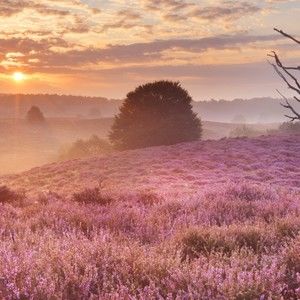 Meet your Posher, Bailey